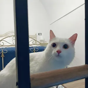The White Cat Feriehus Napoli